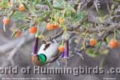 Hummingbird Garden Catalog: Andean Hillstar